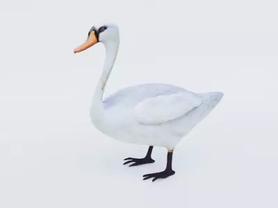 Swan Animal Free 3D model