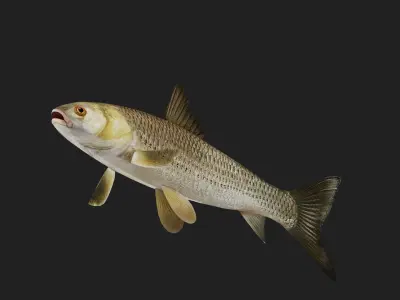 Carp fish Low-poly 3D model