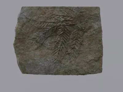 Ancient Plant Fossil 3D model