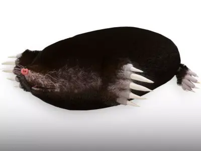 Eastern Mole Low-poly 3D model