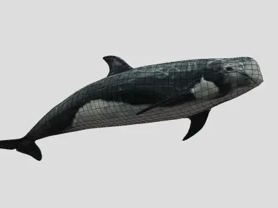 Risso Dolphin Animated Low-poly Low-poly 3D model