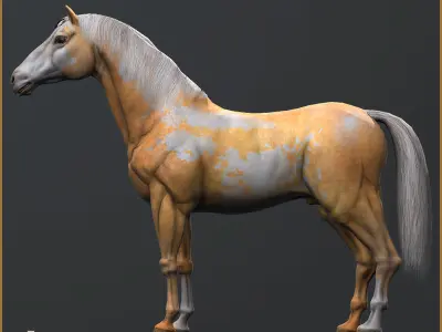 5 Additional Pinto Textures For Hero Horse Free 3D model