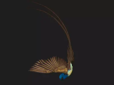 PheasantBird B1 Free low-poly 3D model