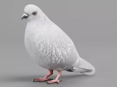 Realistic Dove - White Pigeon Low-poly 3D model
