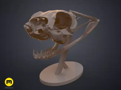 Gaboon Viper Snake Skull Free 3D print model