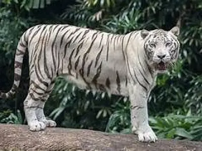 White Tiger RIGGED ANIMATED 3D model