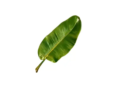 Banana Leaf 3D Model Low-poly 3D model