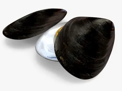 Mussel Shell 3D model