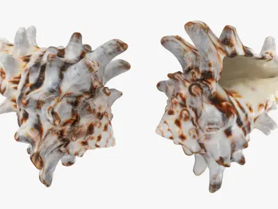Vasum Turbinellus 3D model