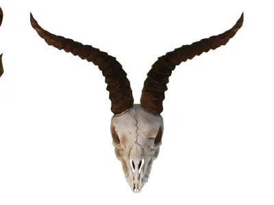 Ram Skull 3D model