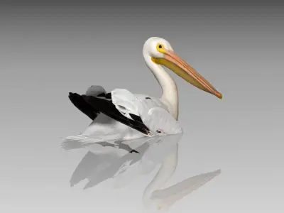 Pelican with beak Low-poly 3D model