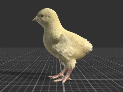 Pack of chickens Low-poly 3D model