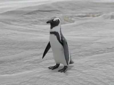 African penguin Low-poly 3D model