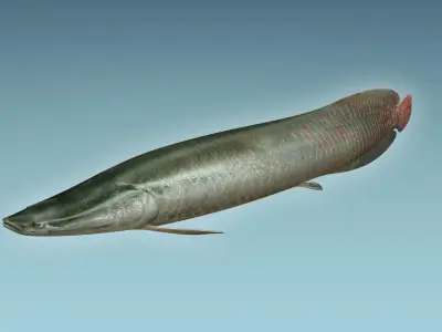 Arapaima Fish 3D model
