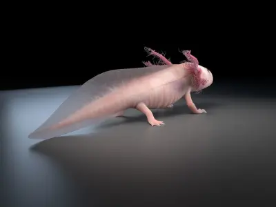 Axolotl - Salamander 3D model