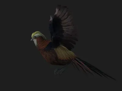 Pheasant A1 3D model