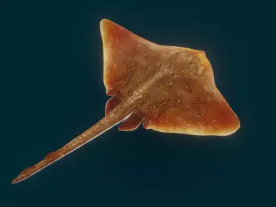 Realistic Ray 3D model