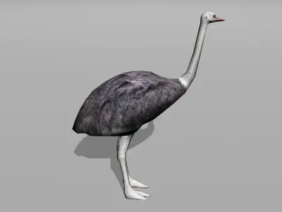 ostrich Low-poly 3D model