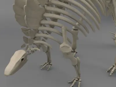 Stegosaurus Skeleton 3D model