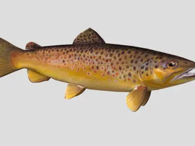 Brown Trout Realistic Animated Low-poly 3D model
