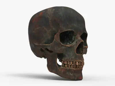 Human Skull Sci-fi Iron B 3D model