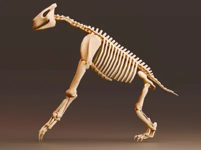 Realistic Mammals Fossil - Chalicotherium Low-poly 3D model