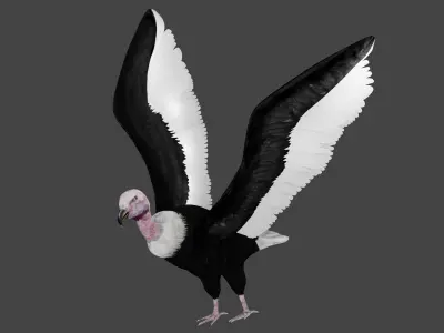 Vulture low poly fully rigged 1 Low-poly 3D model