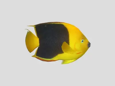 Coral Reef Fish Collection Animated - Game Ready Pack 9 Low-poly 3D model