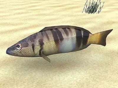 Pirka - Serranus scriba Low-poly 3D model