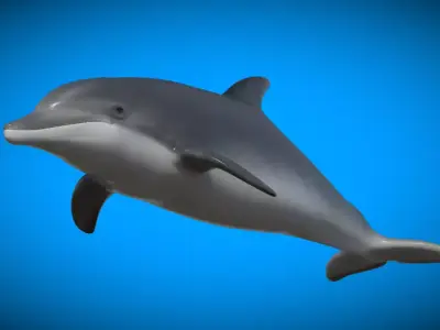Bottlenose Dolphin 3D Model Version 2 00 Free low-poly 3D model