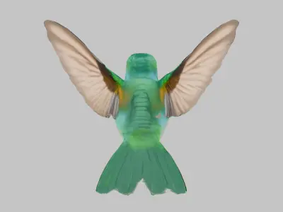 3D Model of a Hummingbird Low-poly 3D model