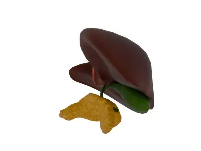 Liver 3D model