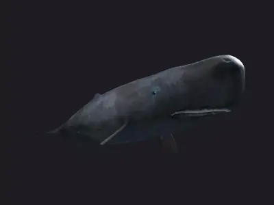 Sperm whale Blue Whales sea animals calves simple  3D model