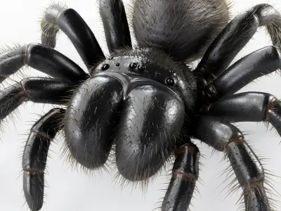 Mouse Spider Low-poly 3D model