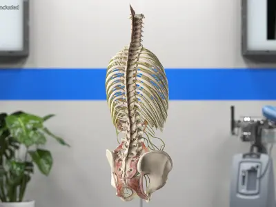 Female Spine Anatomy 3D model