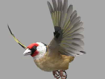 European Goldfinch - rigged - animated 3D model