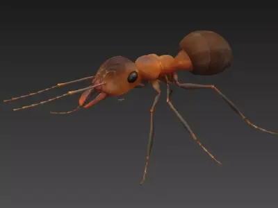 ant 3d Low-poly 3D model
