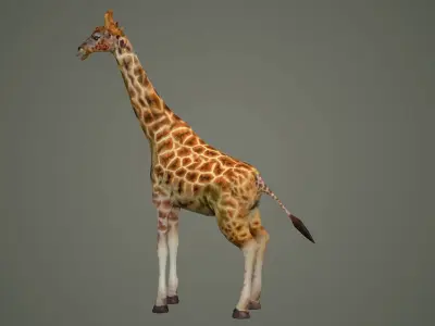 giraffe illustration wildlife anatomy mammal nature  zoo animals 3D model
