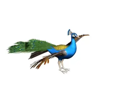 Peacock Rig Low-poly 3D model