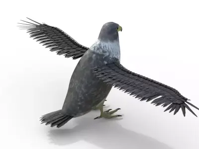 Falcon Bird Rigged 3d model Free low-poly 3D model