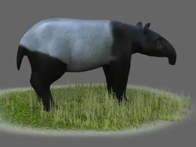 Lowland tapir Tapirus terrestris South tapir 3D model