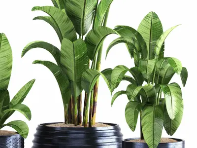 indoor plant set016 3D model