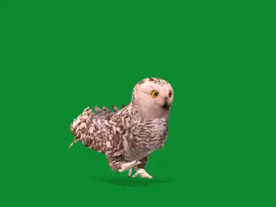 Snowy Polar White Owl Low-poly 3D model