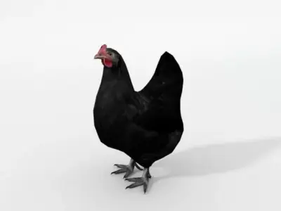 Black Chicken Low-poly 3D model