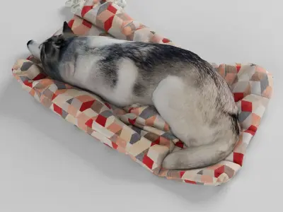 Sleeping Husky Dog 3D model