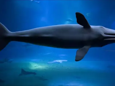 Sperm whale 3D model