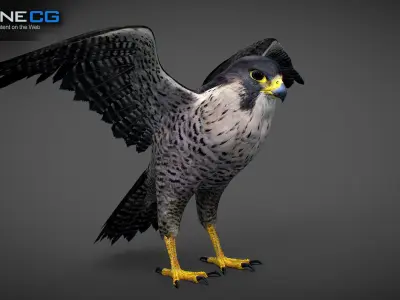 Animated Falcon 3D model