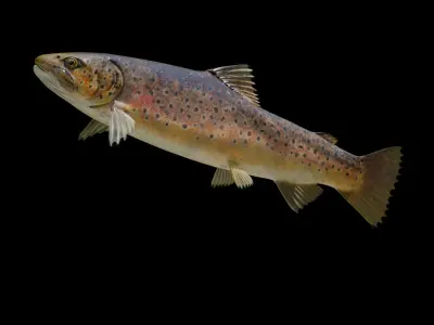Brown Trout Low-poly 3D model