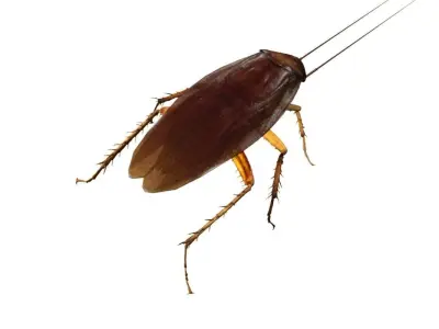 3D cockroach 3d model 3D model