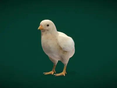 Baby Chicken Animal Low-poly 3D model